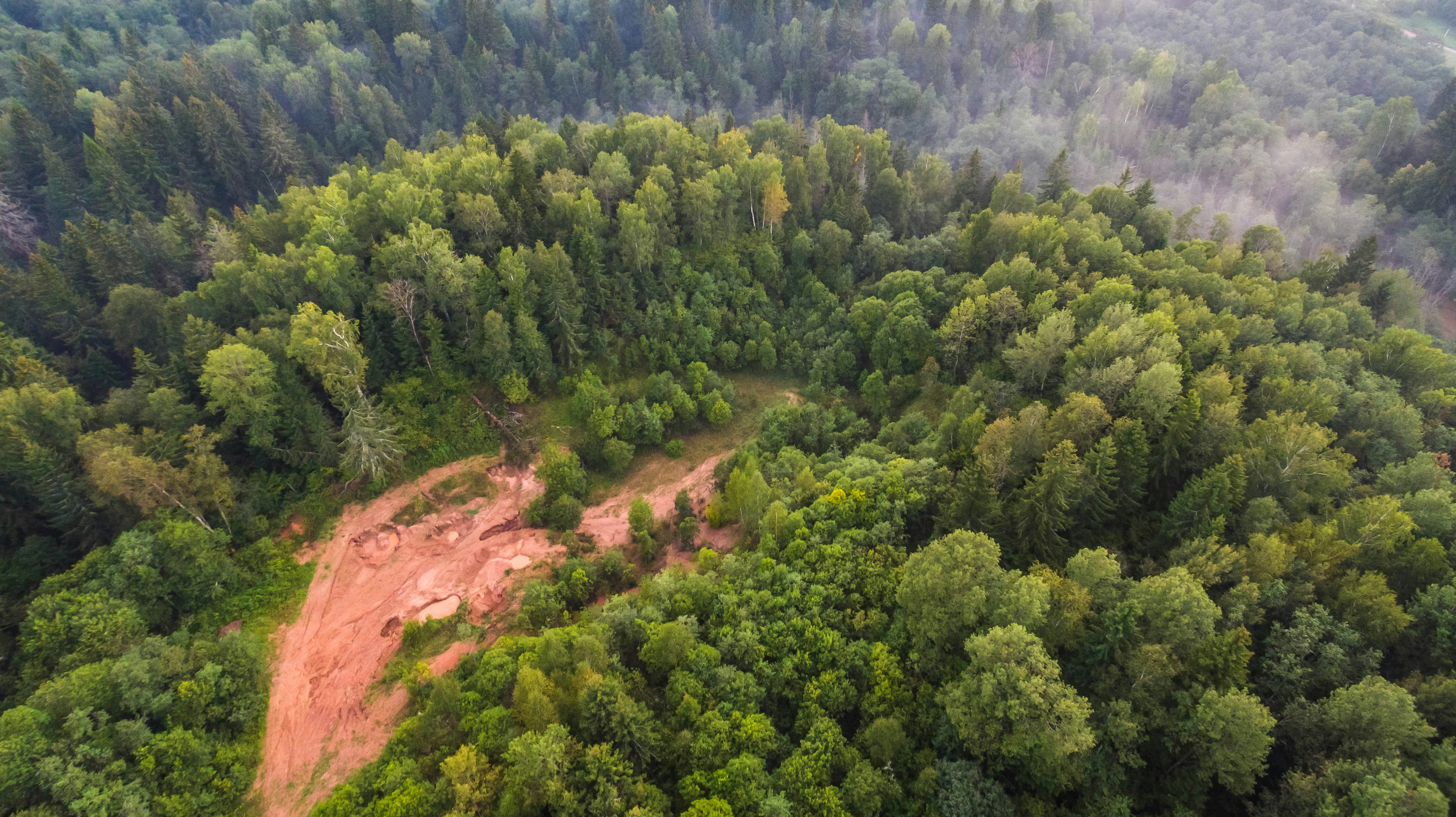 bird's eye view of green trees